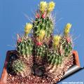 Hedgehog cactus